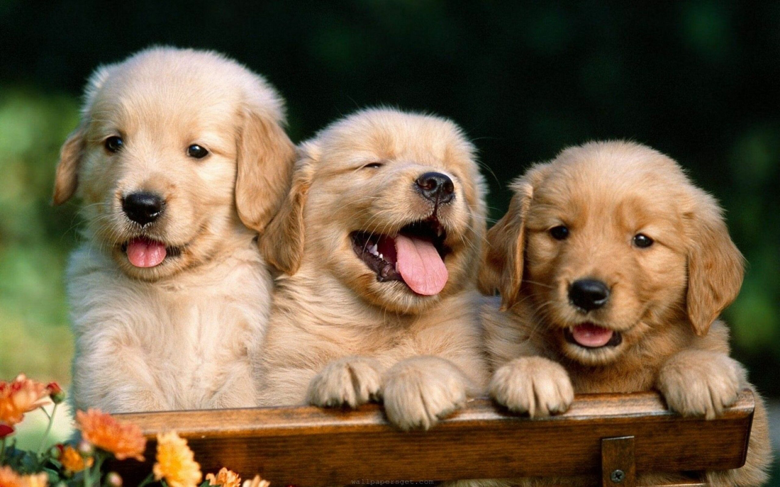 Top 10 Low Maintenance Pets That Are Perfect for Busy and Urban Lifestyles