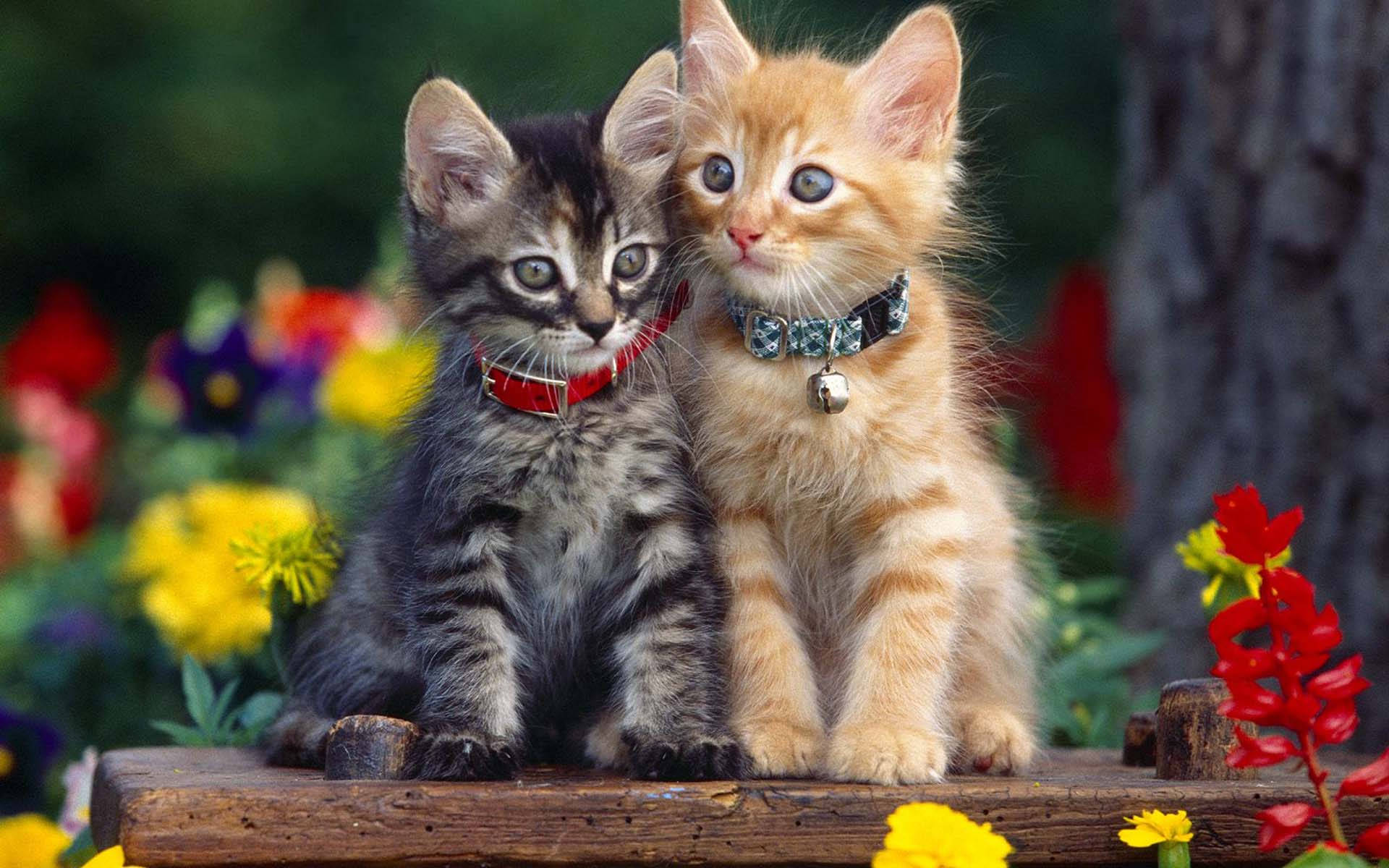 Best Family Friendly Pets That Are Great With Children and Easy to Care For