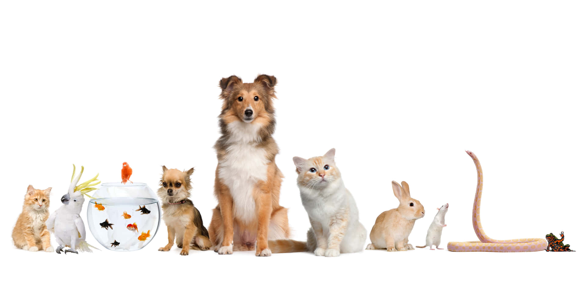 Natural Homemade Pet Food Recipes to Keep Your Pets Healthy and Happy