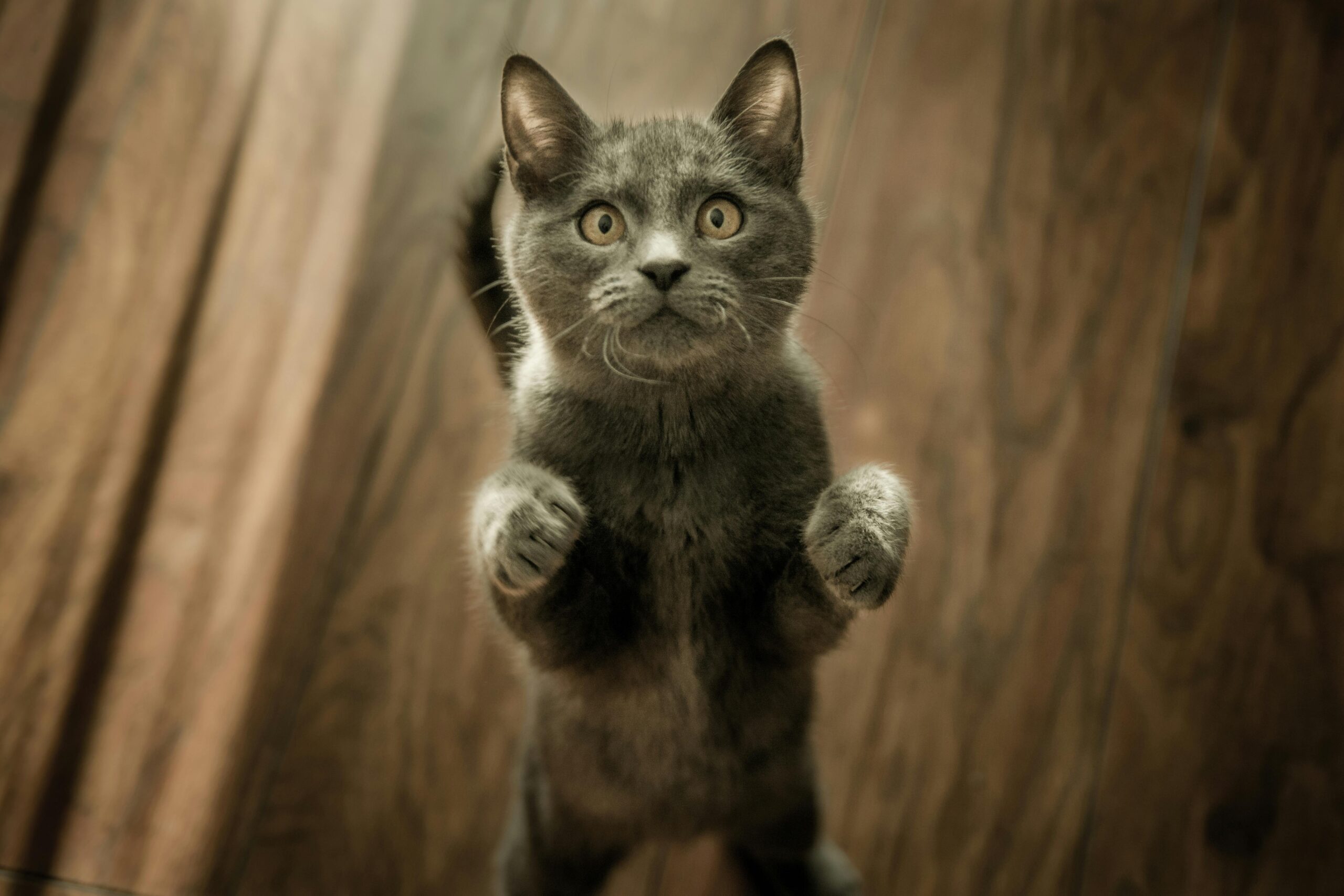 How to Train Your Pet Effectively Without Using Harsh Methods or Commands