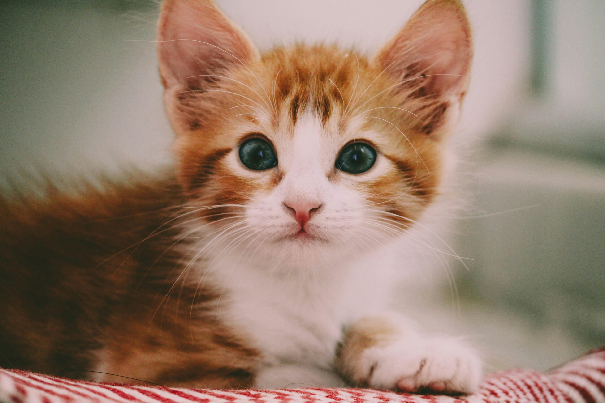 Common Pet Health Issues and How to Prevent Them With Simple Home Practices