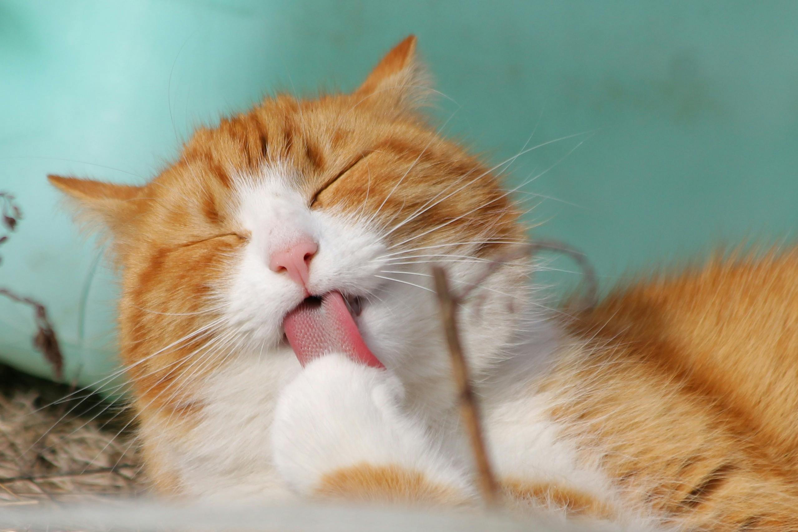 Fun and Creative Ways to Keep Your Pet Entertained Indoors and Mentally Stimulated