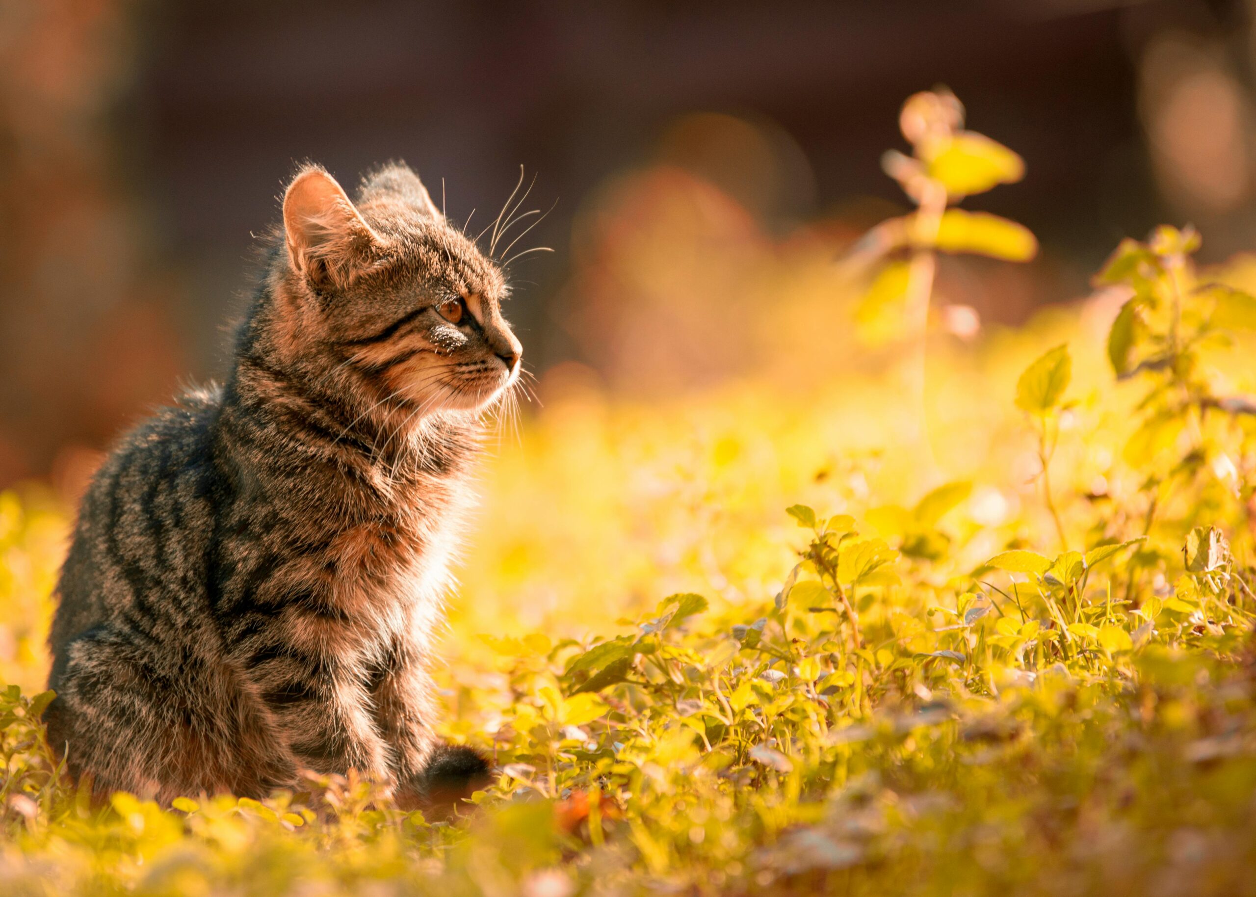 What You Need to Know Before Adopting a Rescue Pet From a Shelter or Rescue Group