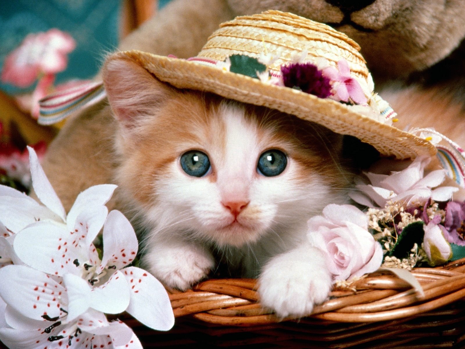 How to Prepare Your Home for a New Pet and Ensure a Smooth Comfortable Transition